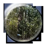 Champion Trees