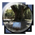 Jackson's Oak
